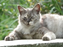 �����ө��Ƶķ���������